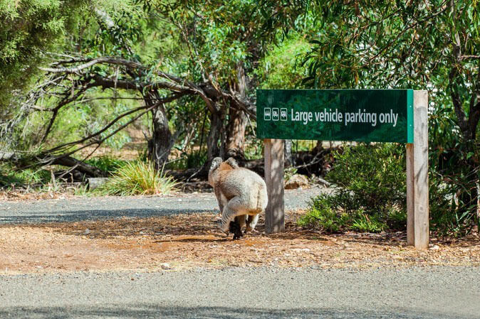 想要在澳洲看本土动物，汉森湾野生动物保护区去吗？有袋鼠和考拉