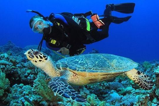 诗巴丹潜水排了两个月的队，只为了看一眼沙丁鱼风暴，和海龟同游