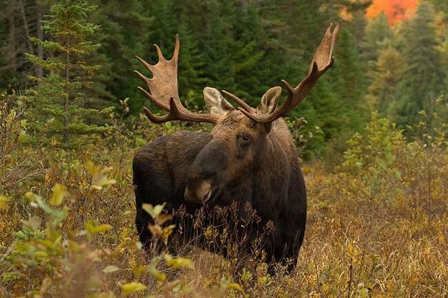 去美国怀俄明州旅游，为什么要去一次杰克逊小镇，这里有什么？