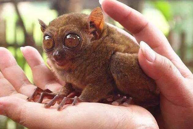 如何去菲律宾薄荷岛，去了之后有什么可看的