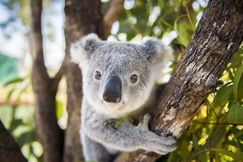 想近距离接触考拉，就去广州长隆野生动物园，这是它的第二故乡