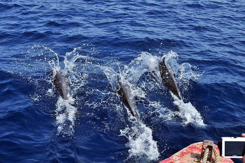 在印度尼西亚美娜多如何乘船追海豚，如何规划和制作行程