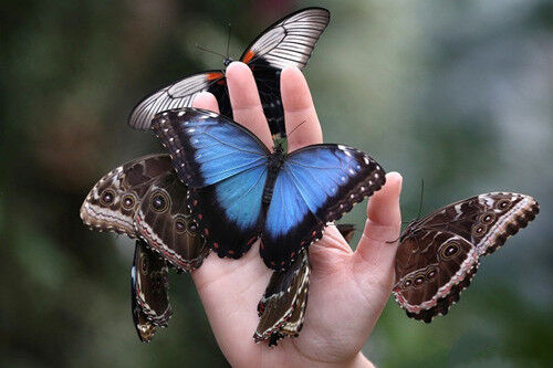 巴拉望蝴蝶园是蝴蝶的世界，这里的每个蝴蝶都被全世界游客尊重