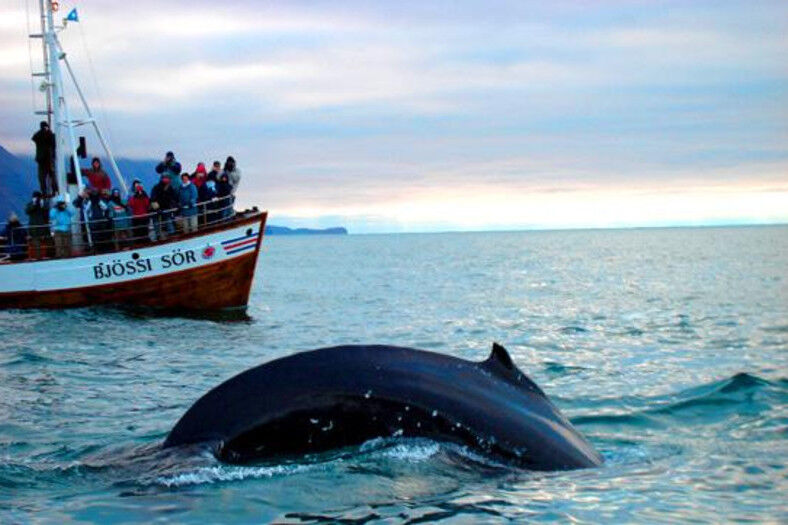 北欧这个国家一年四季都能看到鲸鱼，体型巨大的座头鲸是这里的常客