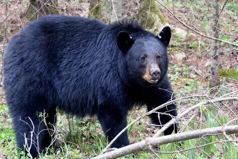 加拿大贾斯柏国家公园，这里的黑熊数量比居民还多
