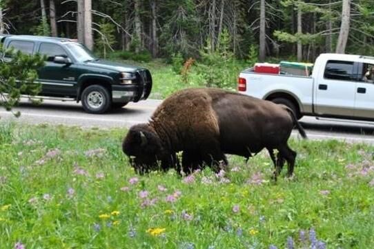 去美国黄石国家公园需要注意些什么，为什么很多人都要去自驾一次