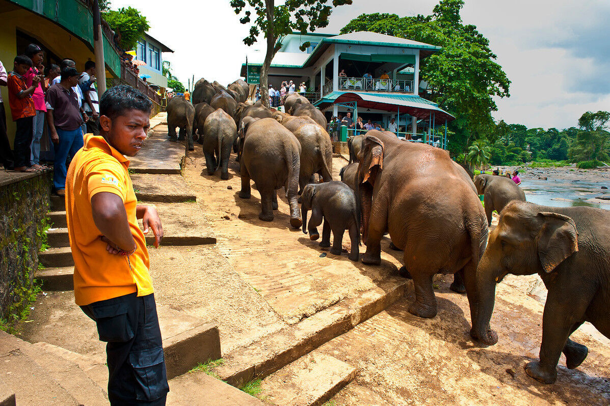 在斯里兰卡有一个大象孤儿院，我想邀请你去看看