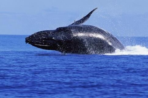 都说鲸鱼很大，我就想去斯里兰卡看看鲸鱼到底有多大