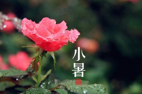 小暑养生需&ldquo;冷淡&rdquo;，暑湿伤人要警惕！