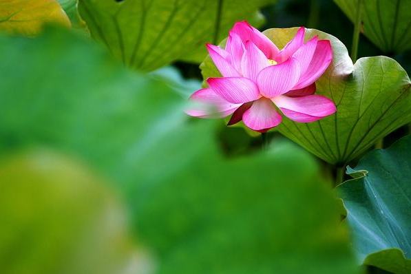节气养生|夏至养生，注意脾虚湿困！