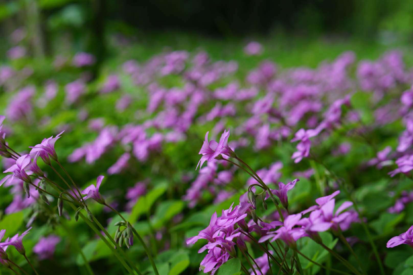 养三脏，祛湿气，立夏前，养生要这样吃！