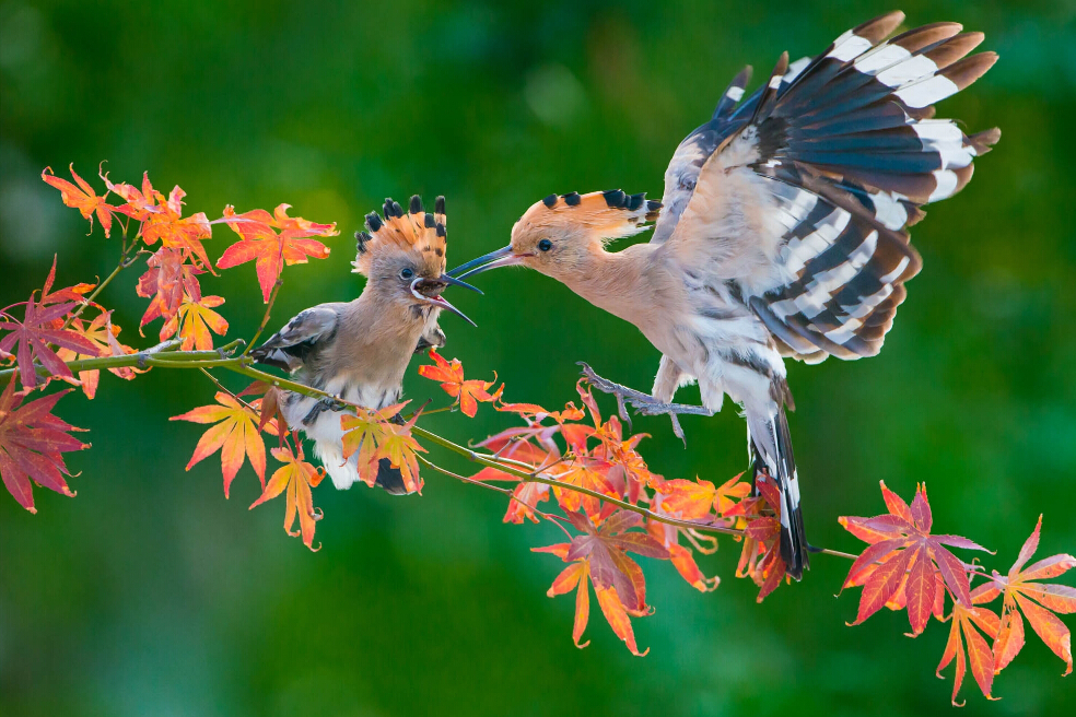节气养生|谷雨，抓住春天的尾巴，谨防湿气入体