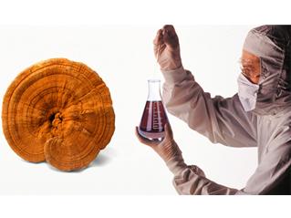 不要迷信野生灵芝对肿瘤的疗效