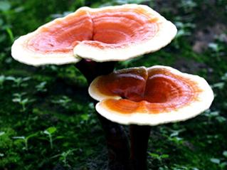 温柔的癌症用药：灵芝