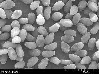 科学解析灵芝孢子粉的作用与功效