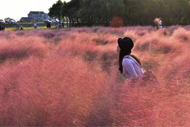 原产北美的“网红”，如今泛滥在中国，粉红花海引来众多游客打卡