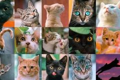 中国拍猫第一人：走遍全国拍猫6年，拍下4万多张“猫片”，网友：太治愈了