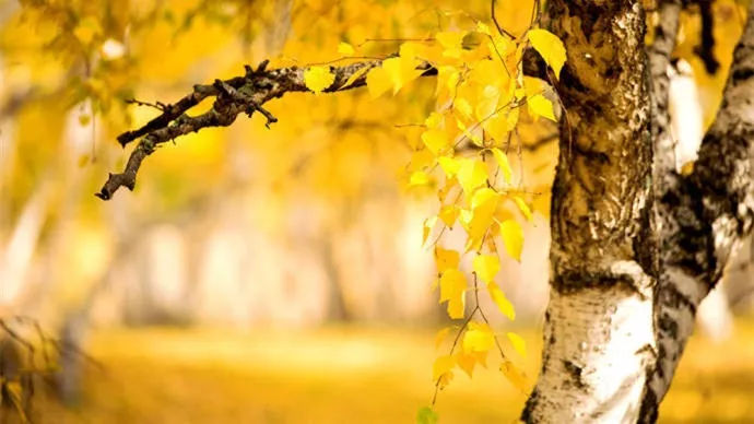 秋深处，岁月静美