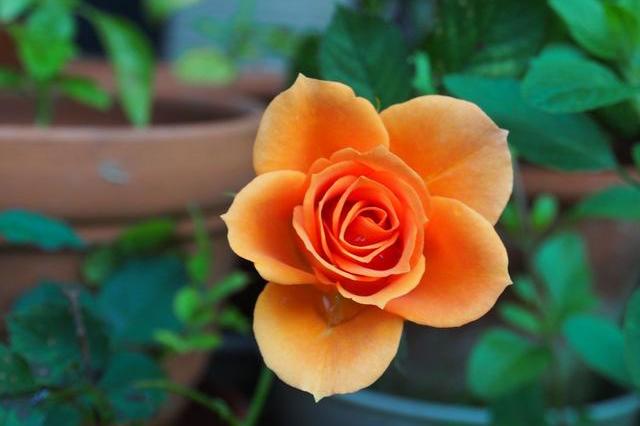 2020年好运嗨翻天，富贵多金的星座