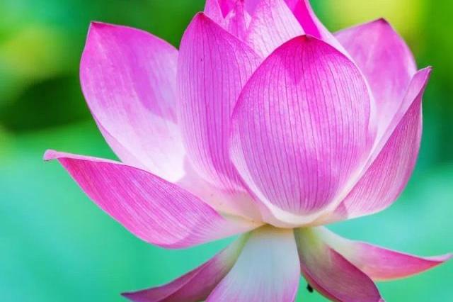 近期属虎人有哪些好的运势