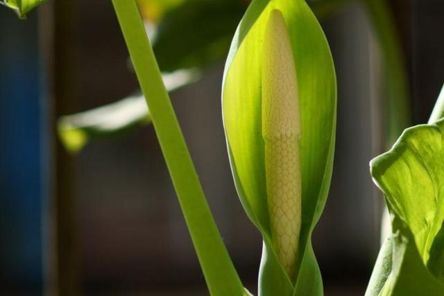 2020年开始，好运扎堆来，红票子满天飞的生肖