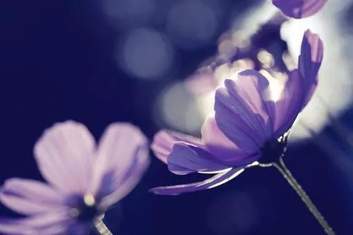   12月桃花运好，喜讯频传的生肖