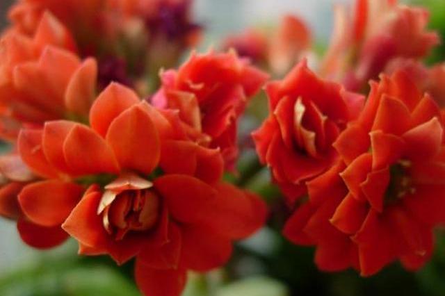 2020年开门见喜，好事不断的生肖