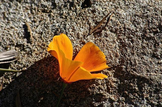 12月运气最好，爱情事业兼收的生肖