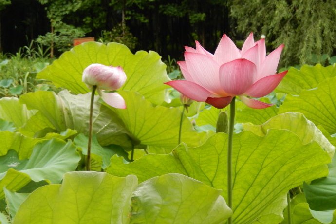 未来几个月桃花运好的星座，要注意避免烂桃花哟