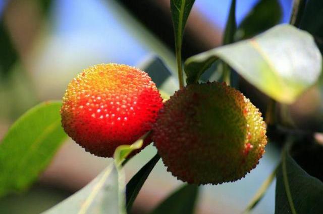 突破瓶颈，迎来幸福曙光的属相