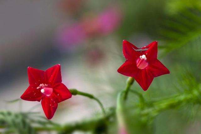 2019年国庆期间，桃花运最好的星座