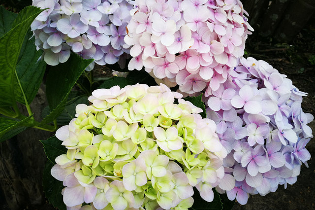 吉运来，富足无忧，万福金安的生肖