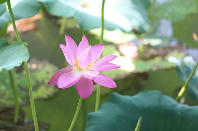 下一步运好运不求人，财富大奖追着跑的属相