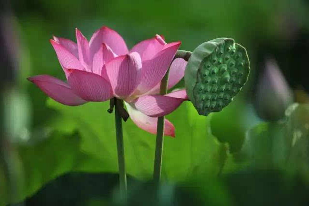 福星保佑，大福大吉的生肖