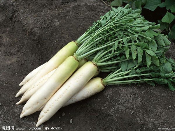根类菜营养作用及营养搭配