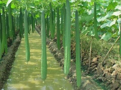 丝瓜炒毛豆，营养美味不油腻。