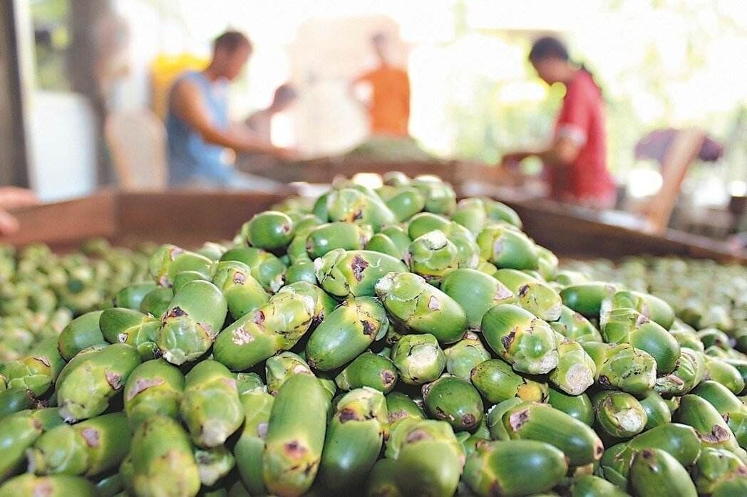 被割掉舌头，切去牙床，他们告诉世人一个警示：别碰这种致癌水果