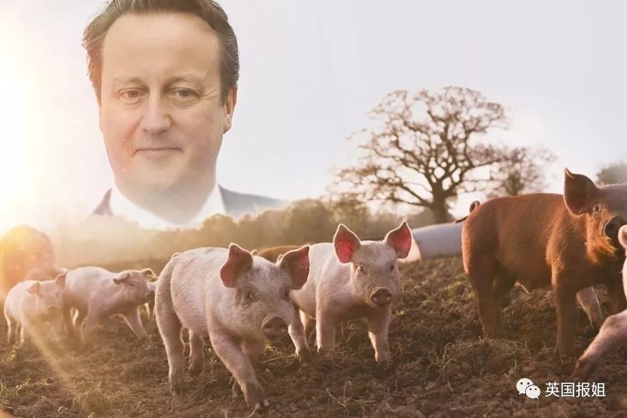 英国人把脱欧写成童话书：现首相是疯牛，前首相是头猪…