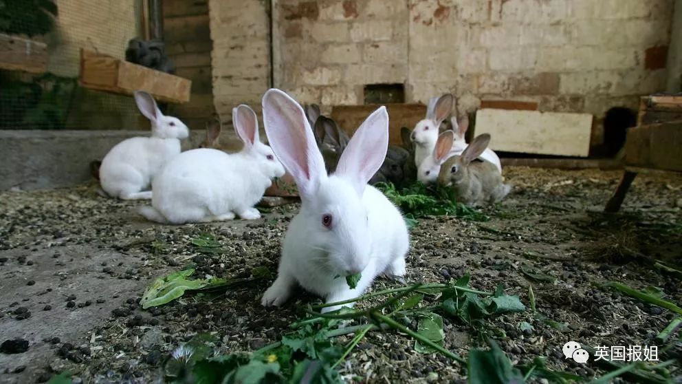 她为救兔子闯进农场，结果救死了90多只