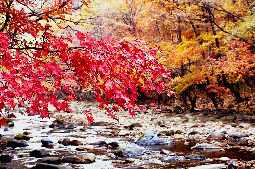 邂逅最美红叶谷 层林尽染秋天里的童话