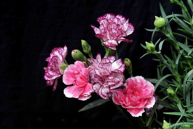 母亲节到了，你知道献给母亲最好的礼物是什么吗？