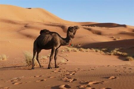 澳大利亚射杀骆驼具体怎么回事？澳大利亚射杀骆驼背后真相曝光！