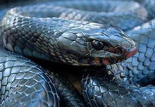 森林王蛇能免疫响尾蛇毒，美国最大的蛇类