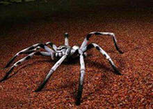 幽灵蛛捕杀2米长蛇，地球上10大最常见的室内蜘蛛