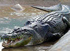 世界上最大的鳄鱼，菲律宾村落捕获一吨重的咸水鳄