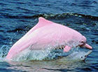 粉红瓶鼻海豚，全身粉红色的海豚(极为罕见)