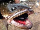 蛇头鱼可离水存活数天，盘点世界十大魔鬼鱼