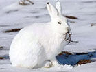 北极兔,极度耐寒的兔科动物(体重12斤)