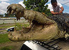 普鲁斯鳄，咬合力竟比霸王龙还大(均重18吨)