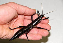 已灭绝的生物有可能复活吗？让竹节虫告诉你